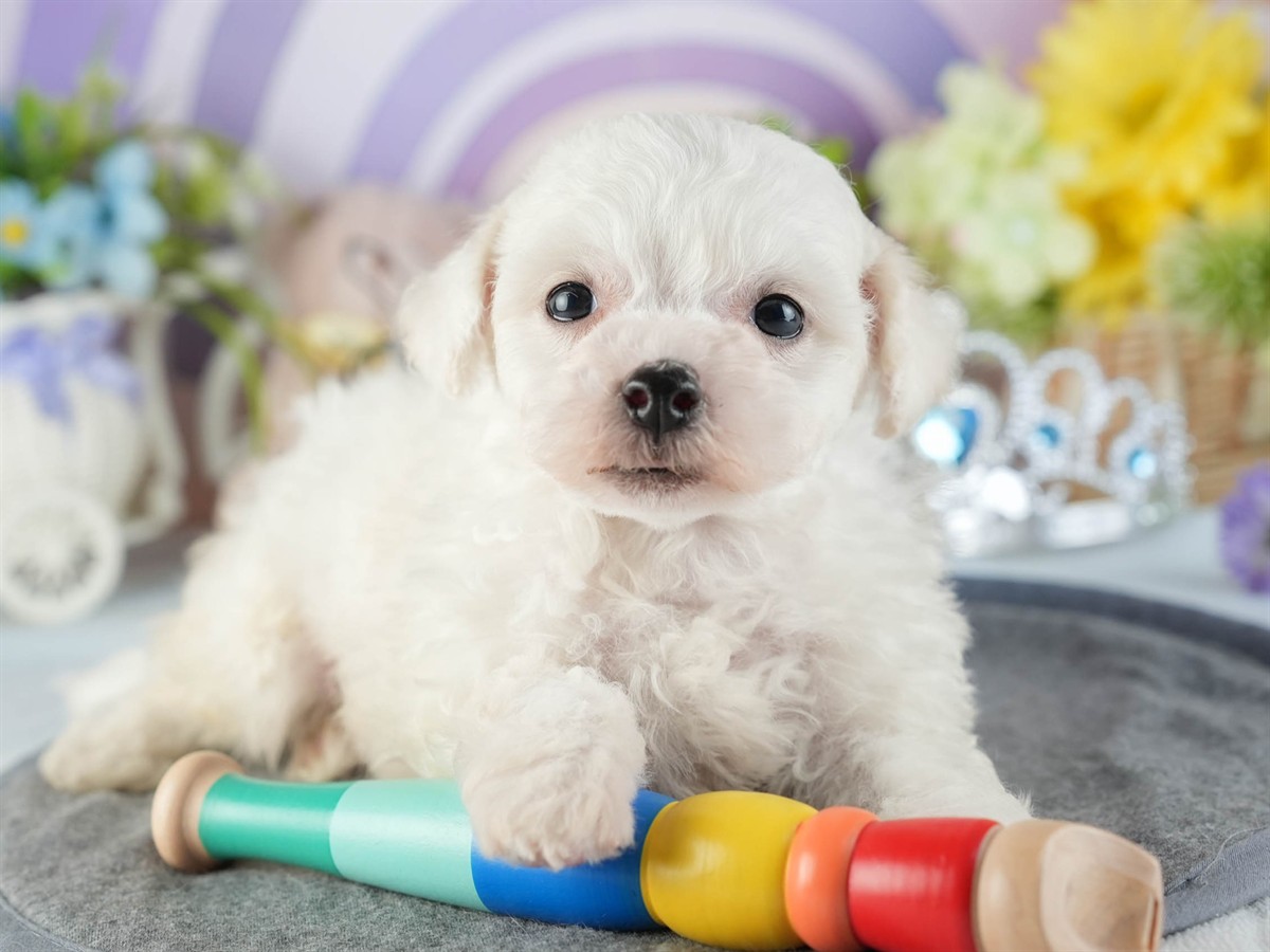 ビションフリーゼ | 男の子 | ホワイト | 2026年2月16日（ID:dog-200015600）