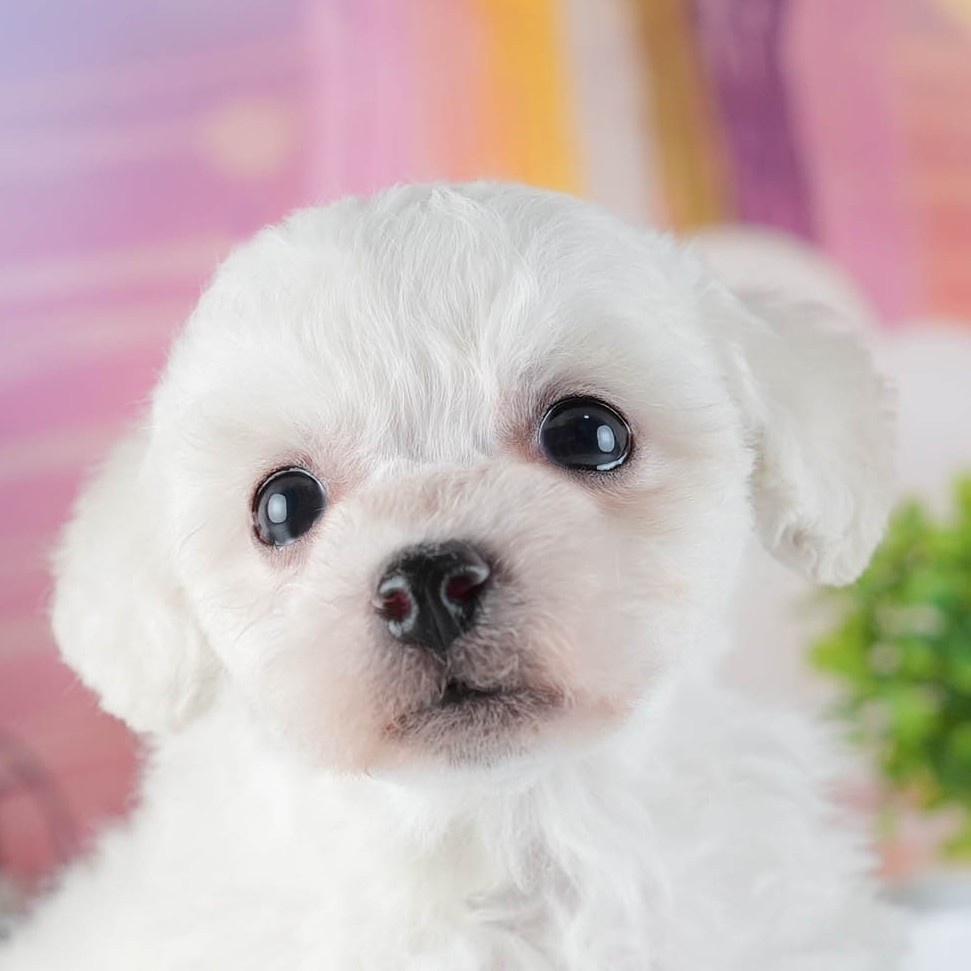 ビションフリーゼ | 男の子 | ホワイト | 2026年2月16日(ID:dog-200015601)