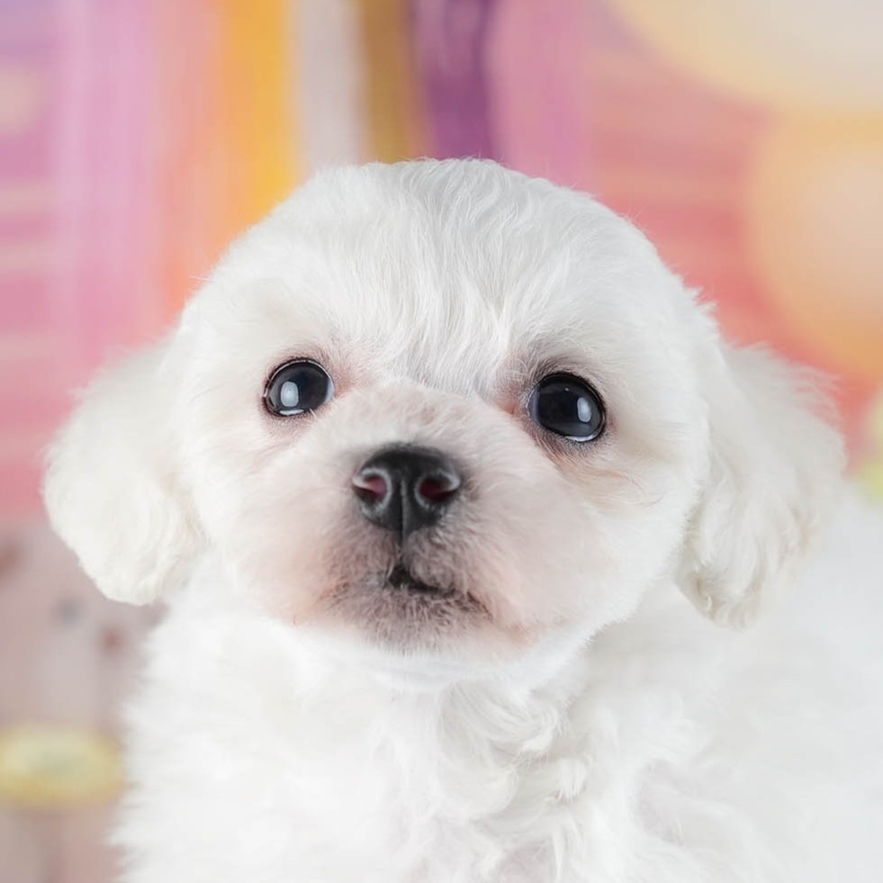 ビションフリーゼ | 男の子 | ホワイト | 2026年2月16日（ID:dog-200015601）