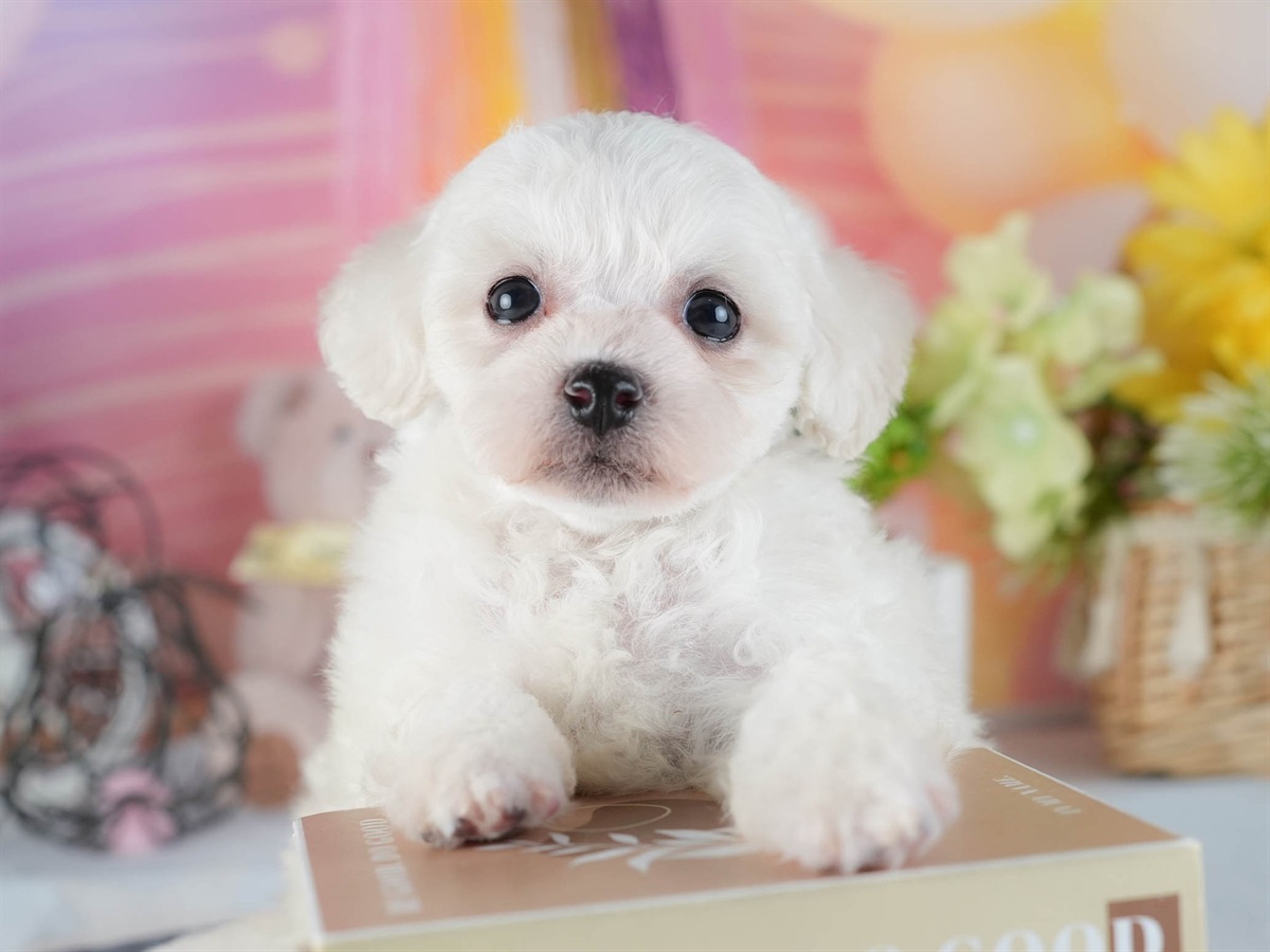 ビションフリーゼ | 男の子 | ホワイト | 2026年2月16日（ID:dog-200015601）