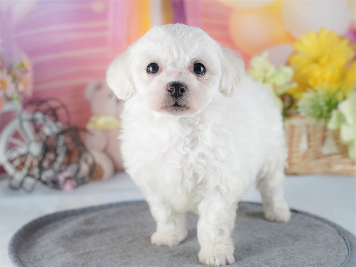 ビションフリーゼ | 男の子 | ホワイト | 2026年2月16日（ID:dog-200015601）