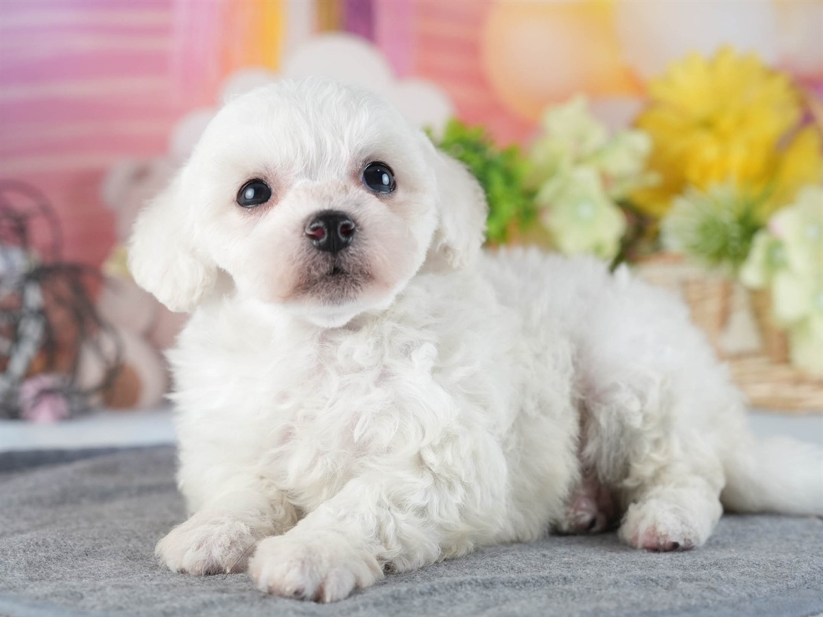 ビションフリーゼ | 男の子 | ホワイト | 2026年2月16日（ID:dog-200015601）