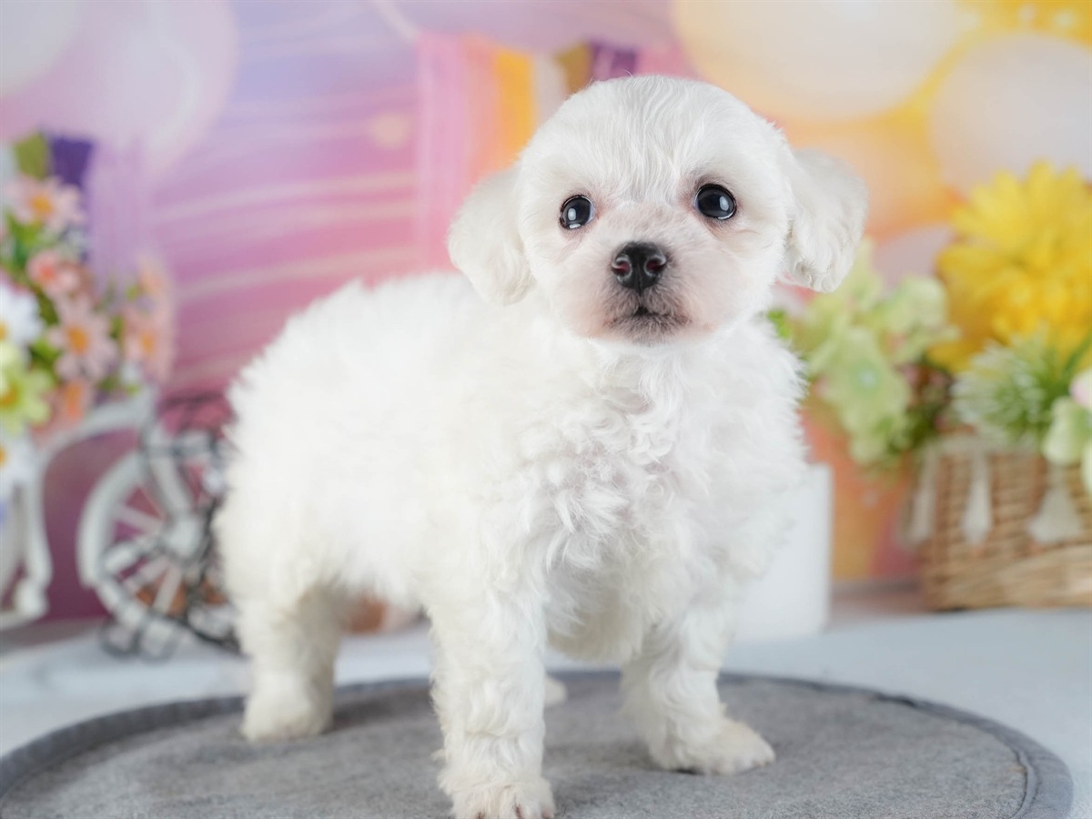 ビションフリーゼ | 男の子 | ホワイト | 2026年2月16日（ID:dog-200015601）