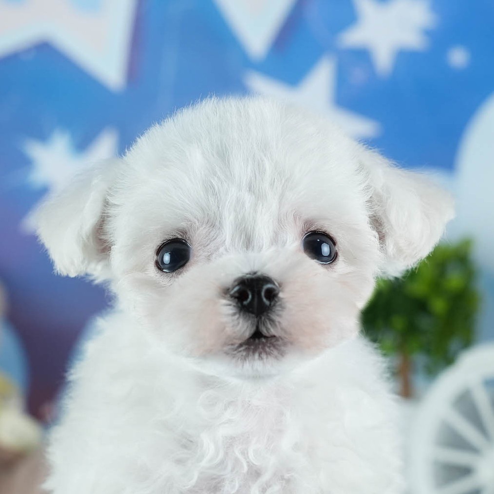 ビションフリーゼ | 男の子 | ホワイト | 2026年2月16日（ID:dog-200015602）