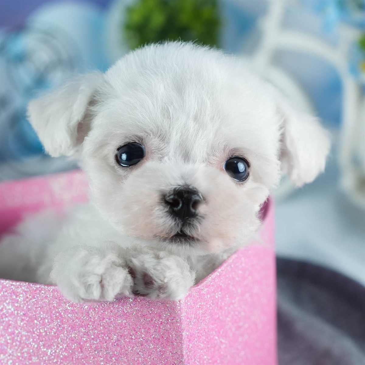 ビションフリーゼ | 男の子 | ホワイト | 2026年2月16日（ID:dog-200015602）