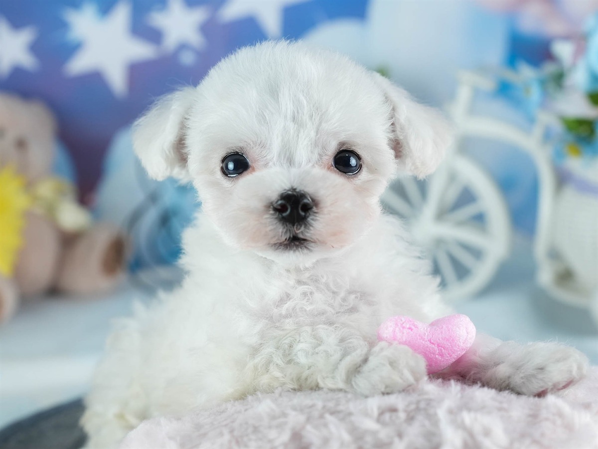 ビションフリーゼ | 男の子 | ホワイト | 2026年2月16日（ID:dog-200015602）