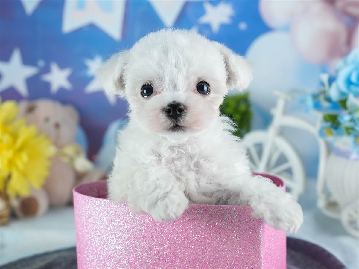 ビションフリーゼ | 男の子 | ホワイト | 2026年2月16日（ID:dog-200015602）