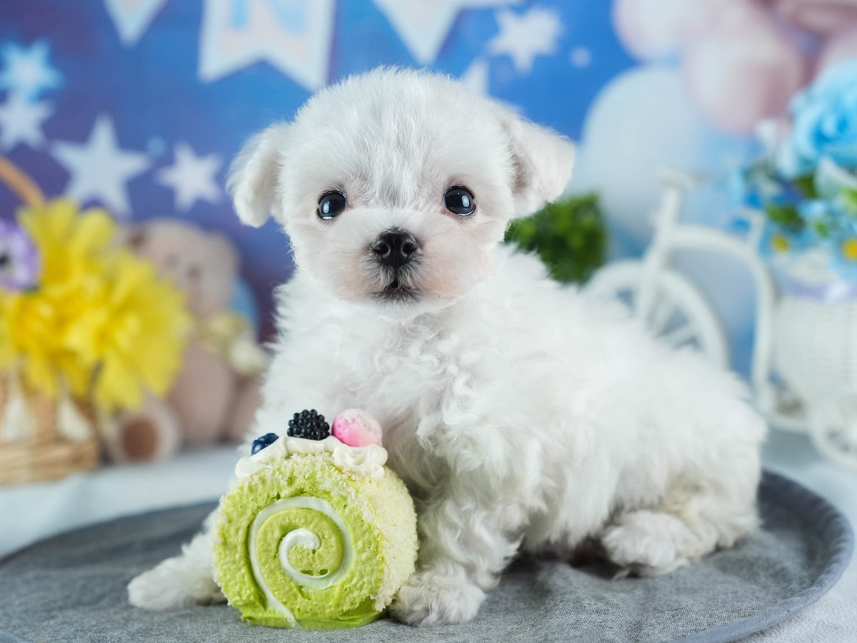 ビションフリーゼ | 男の子 | ホワイト | 2026年2月16日（ID:dog-200015602）