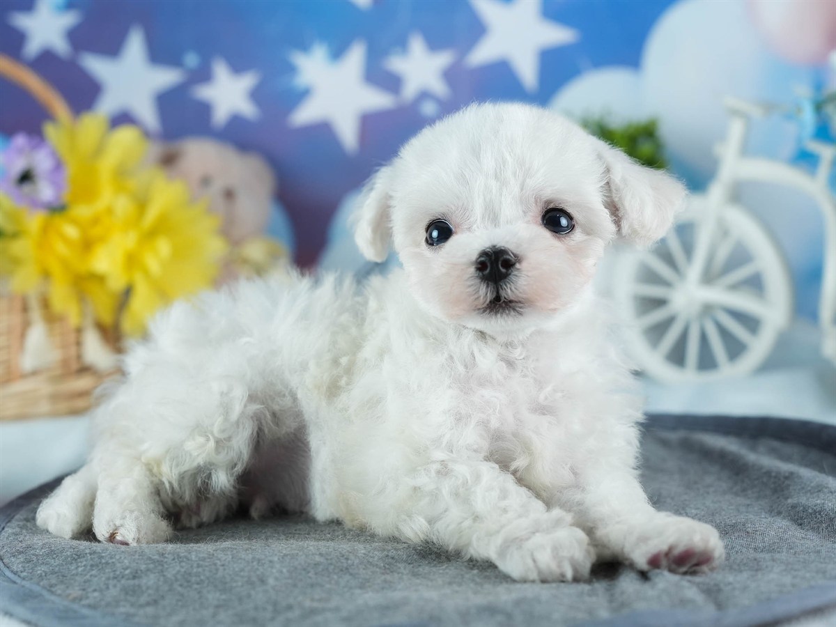 ビションフリーゼ | 男の子 | ホワイト | 2026年2月16日（ID:dog-200015602）