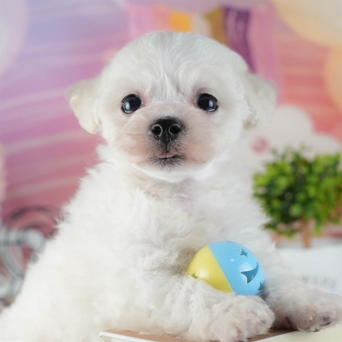 ビションフリーゼ | 男の子 | ホワイト | 2026年2月16日(ID:dog-200015605)