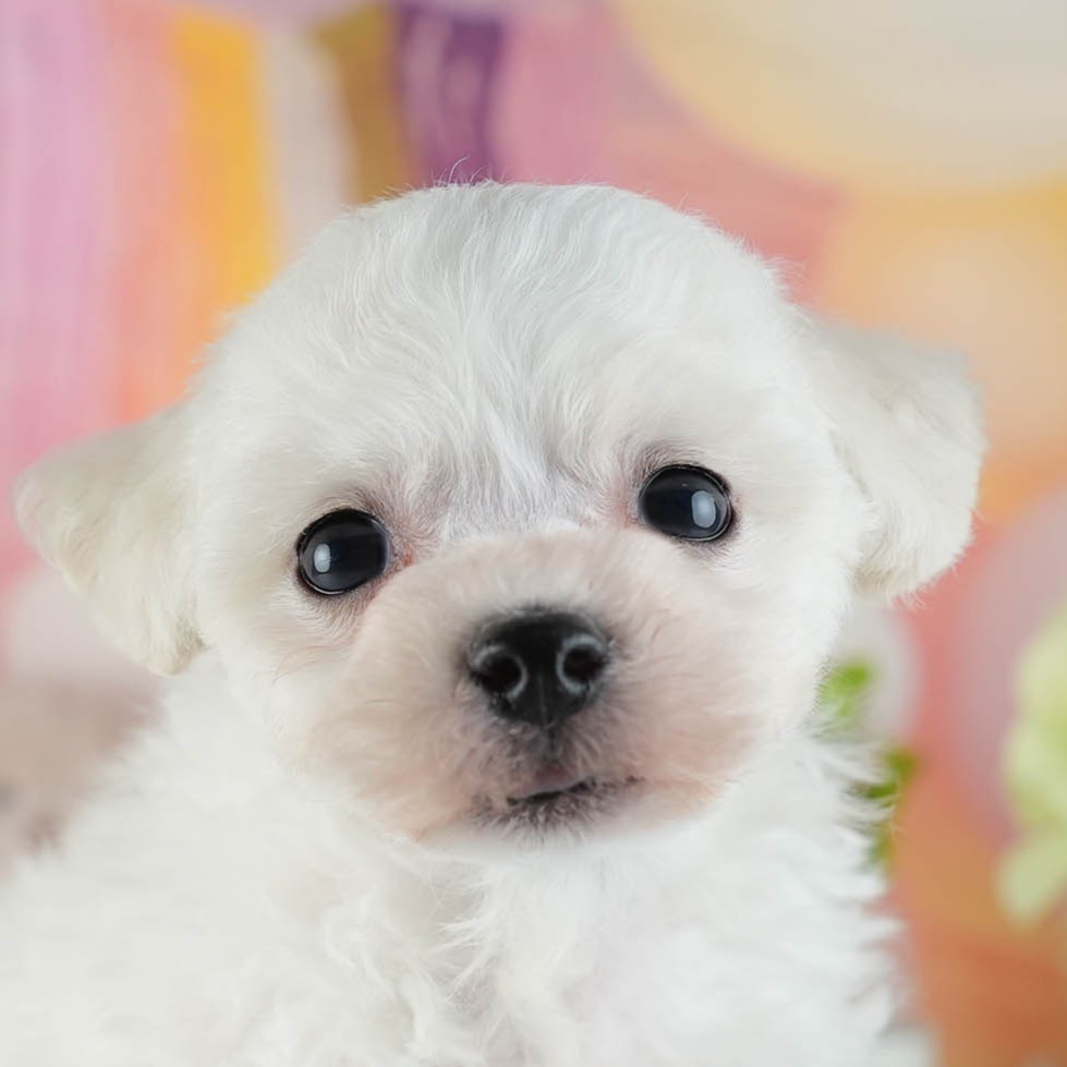 ビションフリーゼ | 男の子 | ホワイト | 2026年2月16日（ID:dog-200015605）