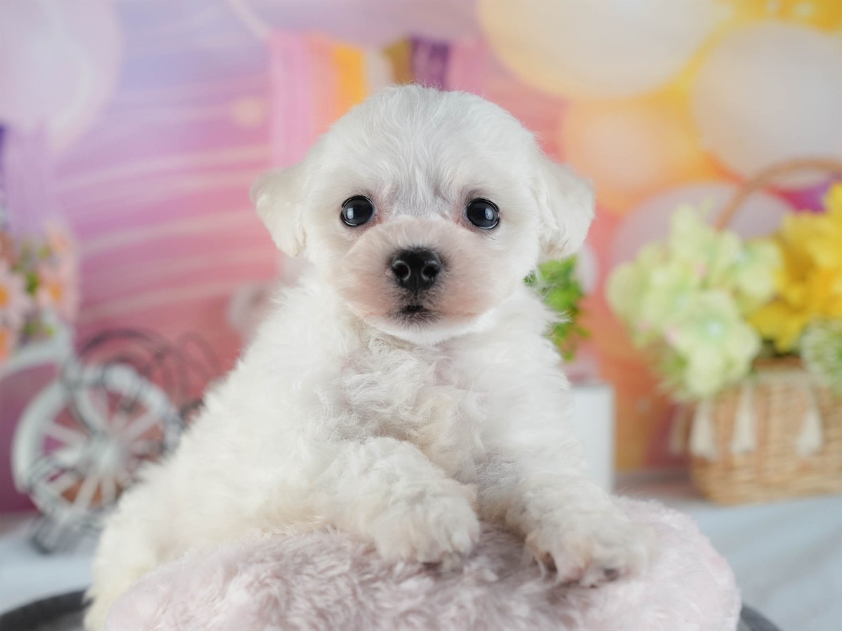 ビションフリーゼ | 男の子 | ホワイト | 2026年2月16日（ID:dog-200015605）