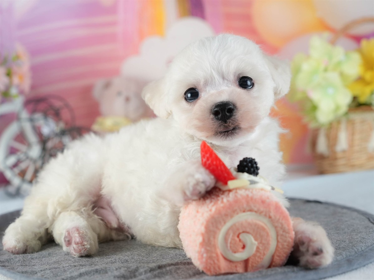 ビションフリーゼ | 男の子 | ホワイト | 2026年2月16日（ID:dog-200015605）