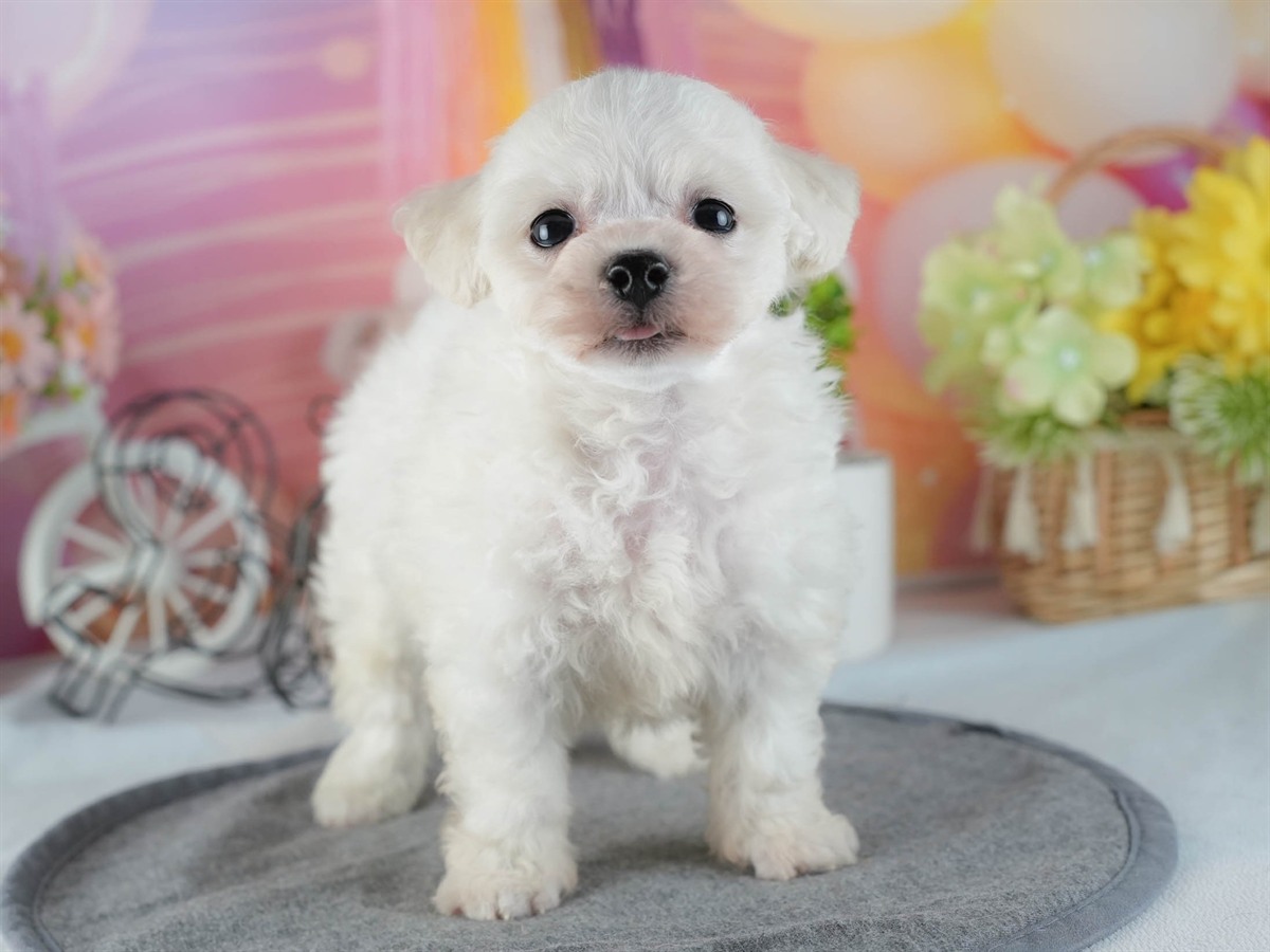 ビションフリーゼ | 男の子 | ホワイト | 2026年2月16日（ID:dog-200015605）