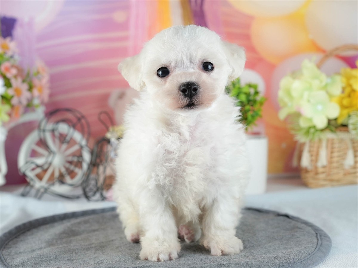 ビションフリーゼ | 男の子 | ホワイト | 2026年2月16日（ID:dog-200015605）