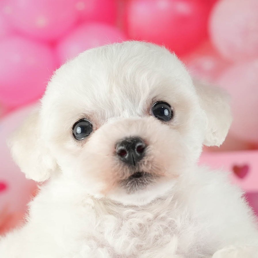 ビションフリーゼ | 女の子 | ホワイト | 2026年2月16日(ID:dog-200015606)