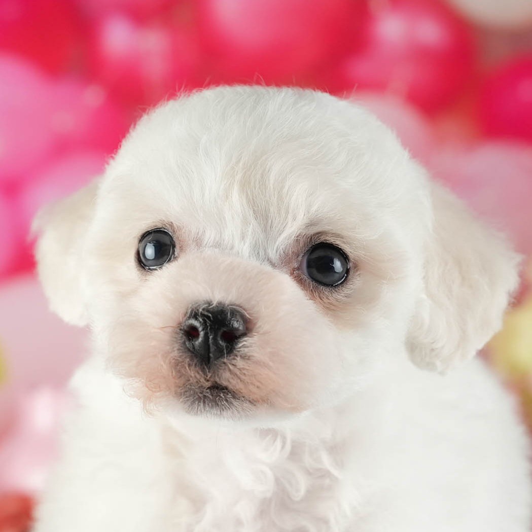 ビションフリーゼ | 女の子 | ホワイト | 2026年2月16日（ID:dog-200015606）