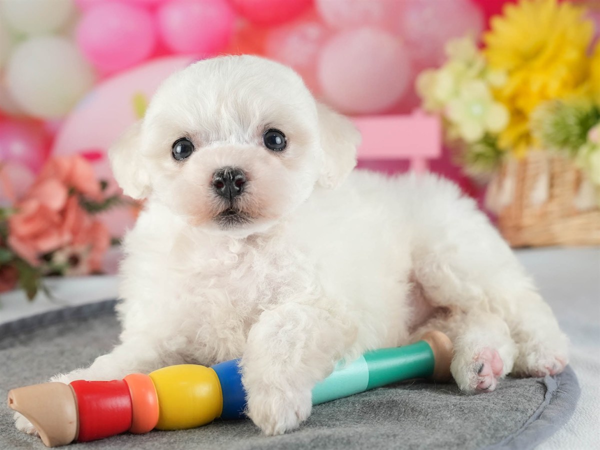 ビションフリーゼ | 女の子 | ホワイト | 2026年2月16日（ID:dog-200015606）