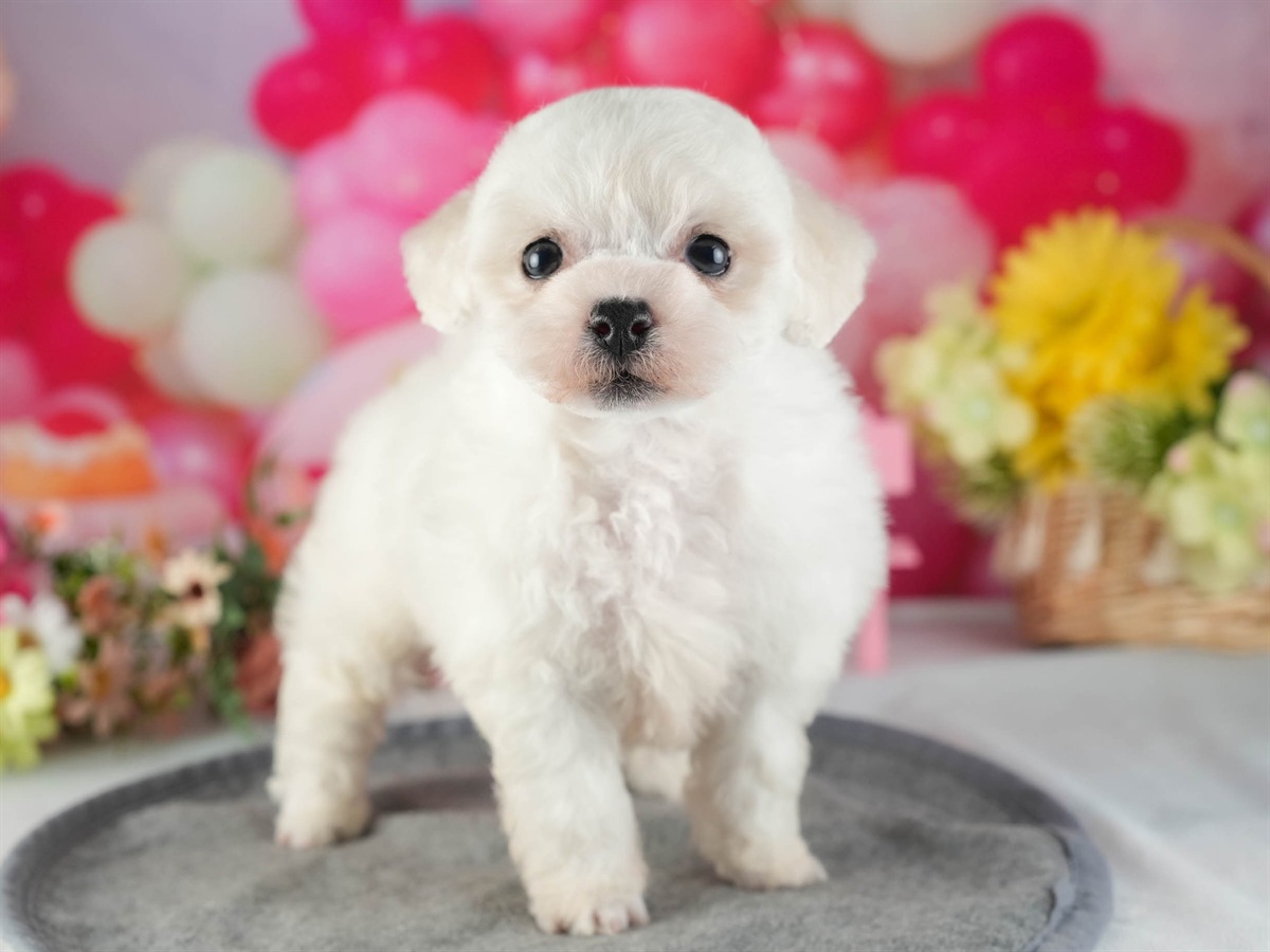 ビションフリーゼ | 女の子 | ホワイト | 2026年2月16日（ID:dog-200015606）