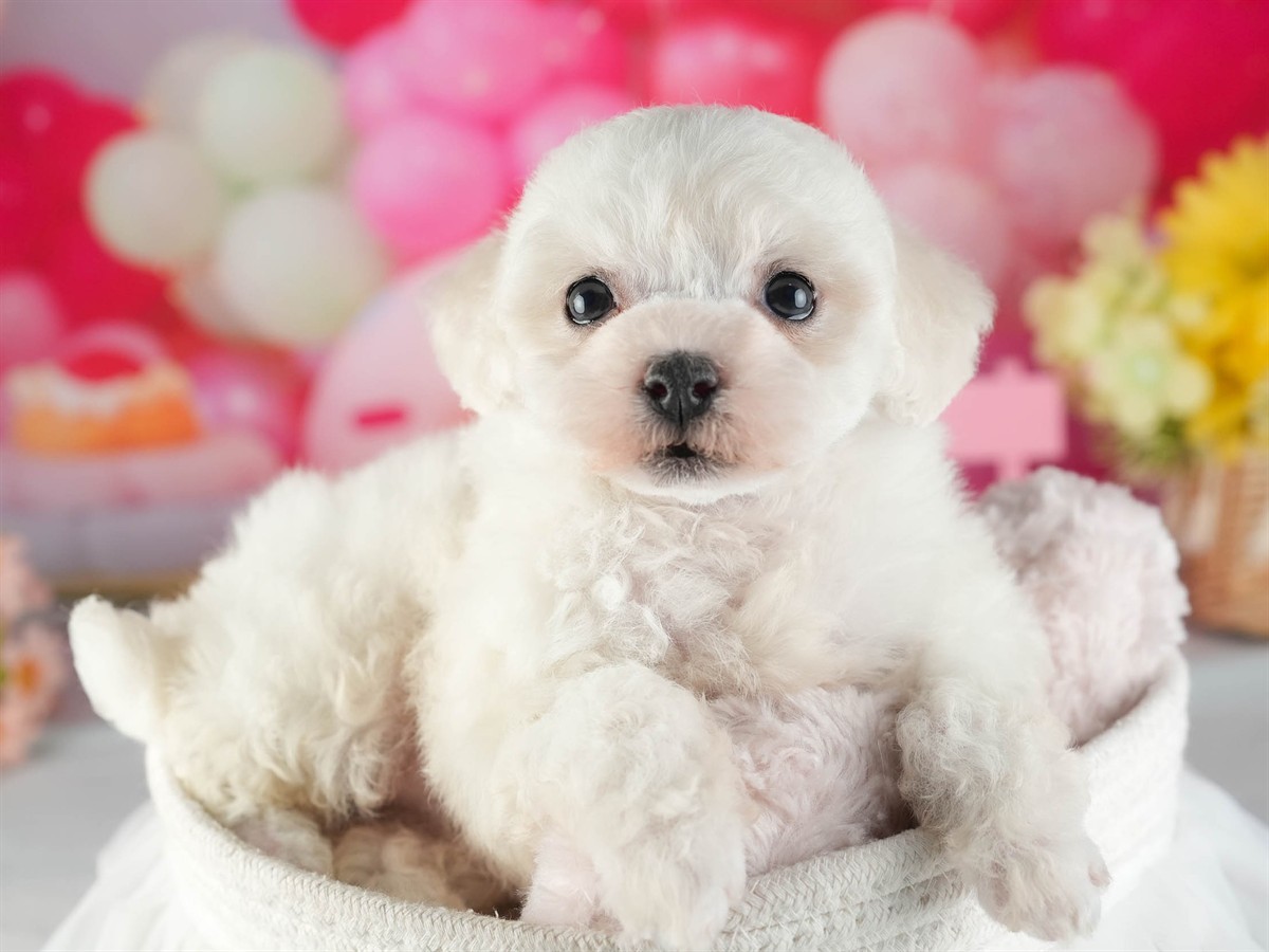 ビションフリーゼ | 女の子 | ホワイト | 2026年2月16日（ID:dog-200015606）