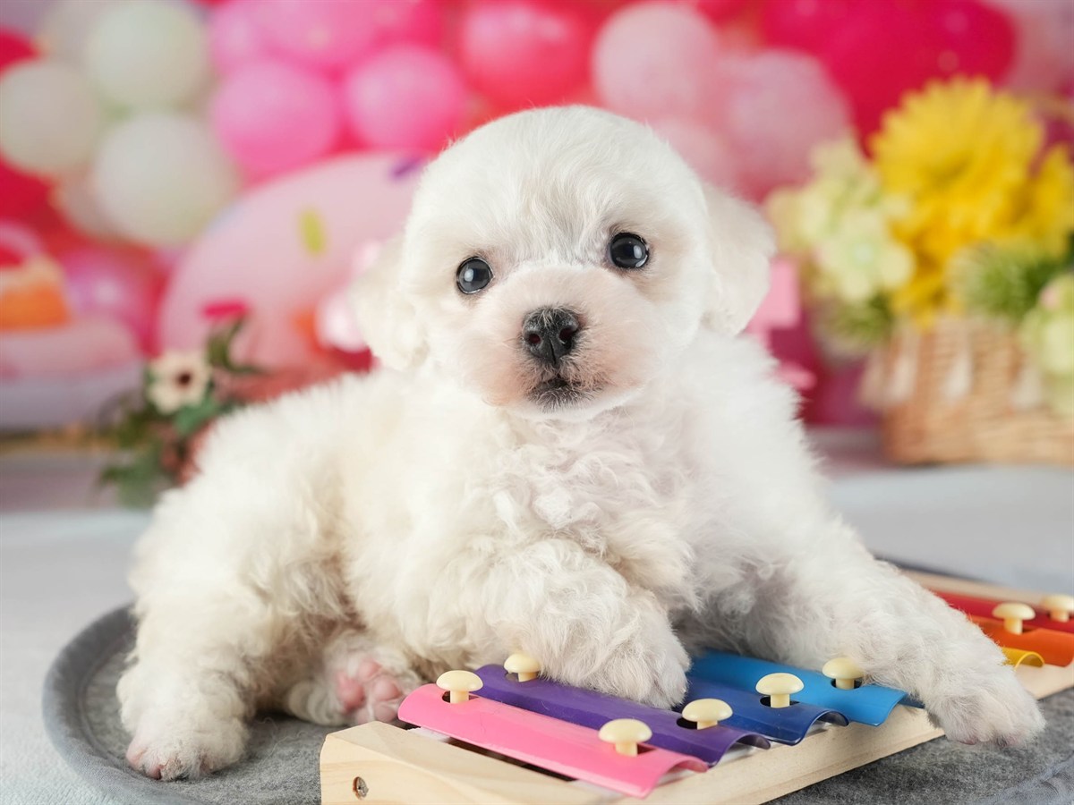 ビションフリーゼ | 女の子 | ホワイト | 2026年2月16日（ID:dog-200015606）