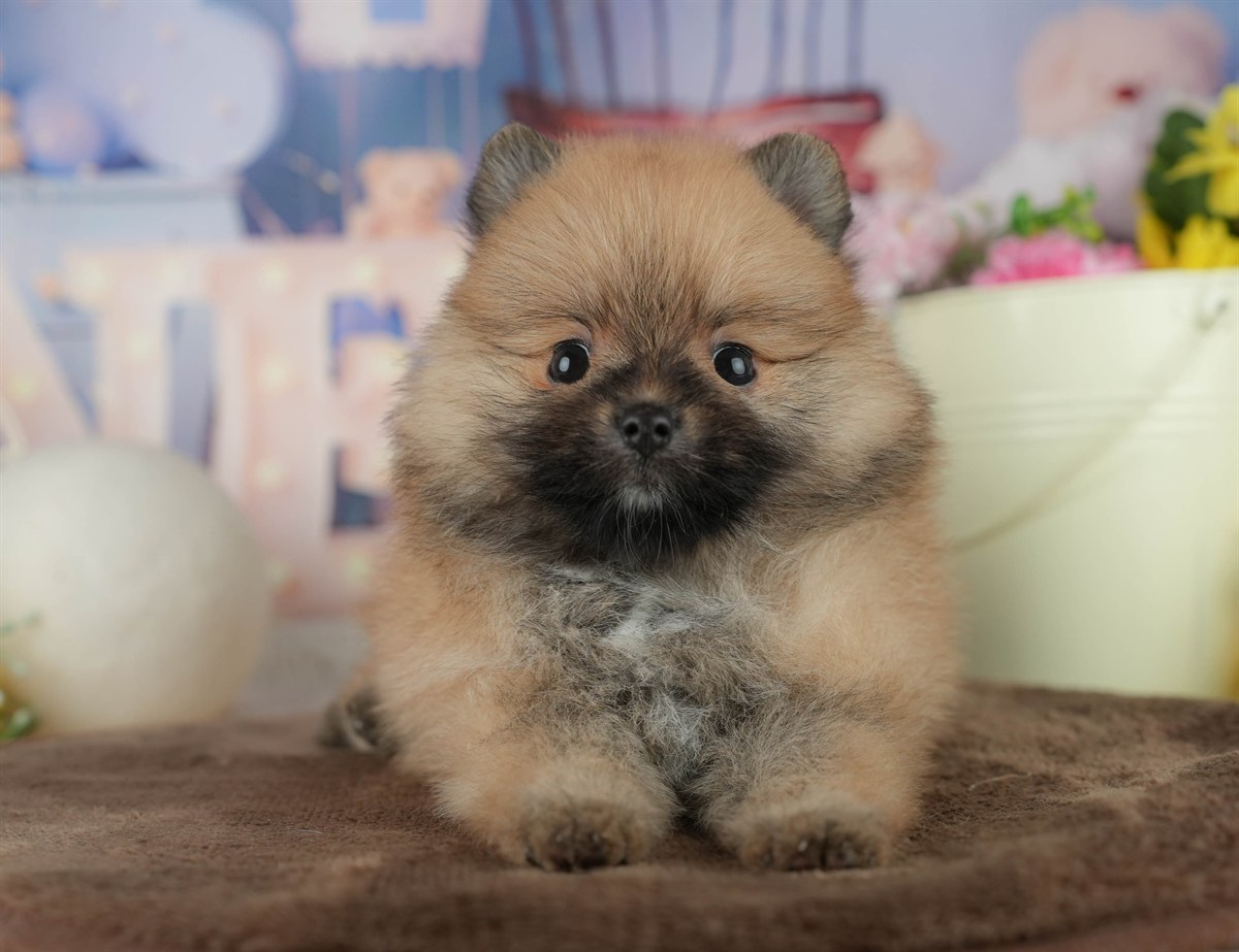 ポメラニアン | 女の子 | オレンジ | 2026年2月17日（ID:dog-200015610）