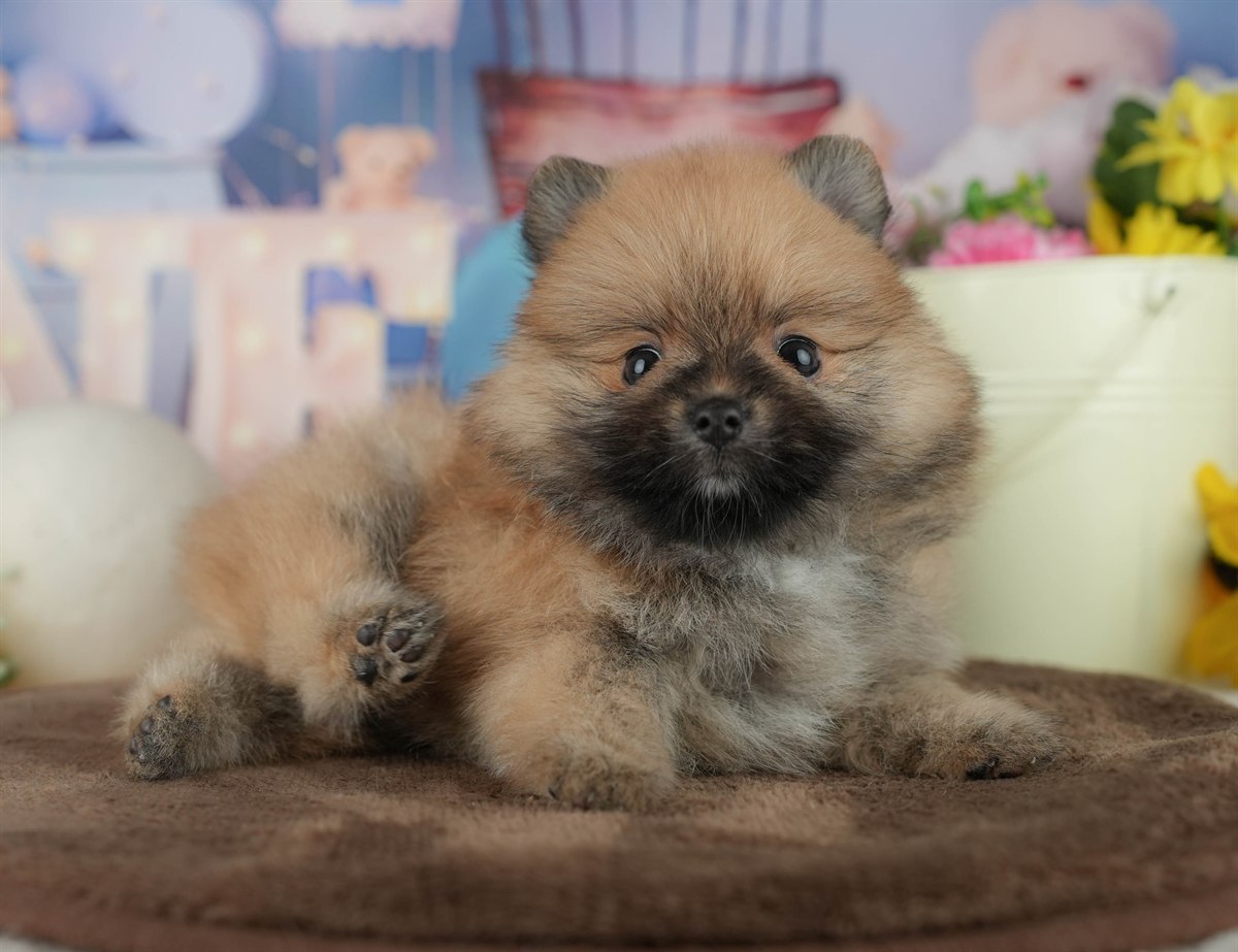 ポメラニアン | 女の子 | オレンジ | 2026年2月17日（ID:dog-200015610）