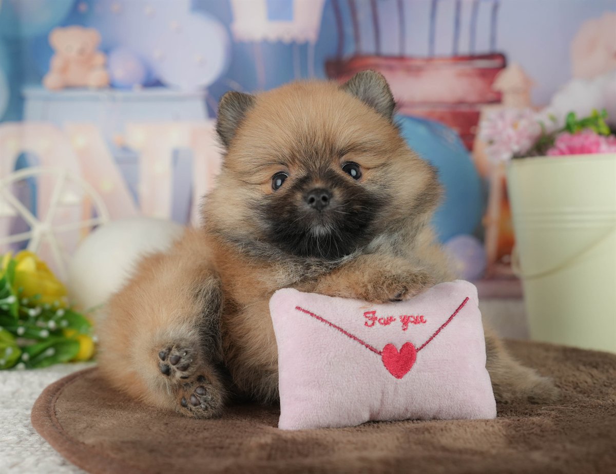 ポメラニアン | 女の子 | オレンジ | 2026年2月17日（ID:dog-200015610）