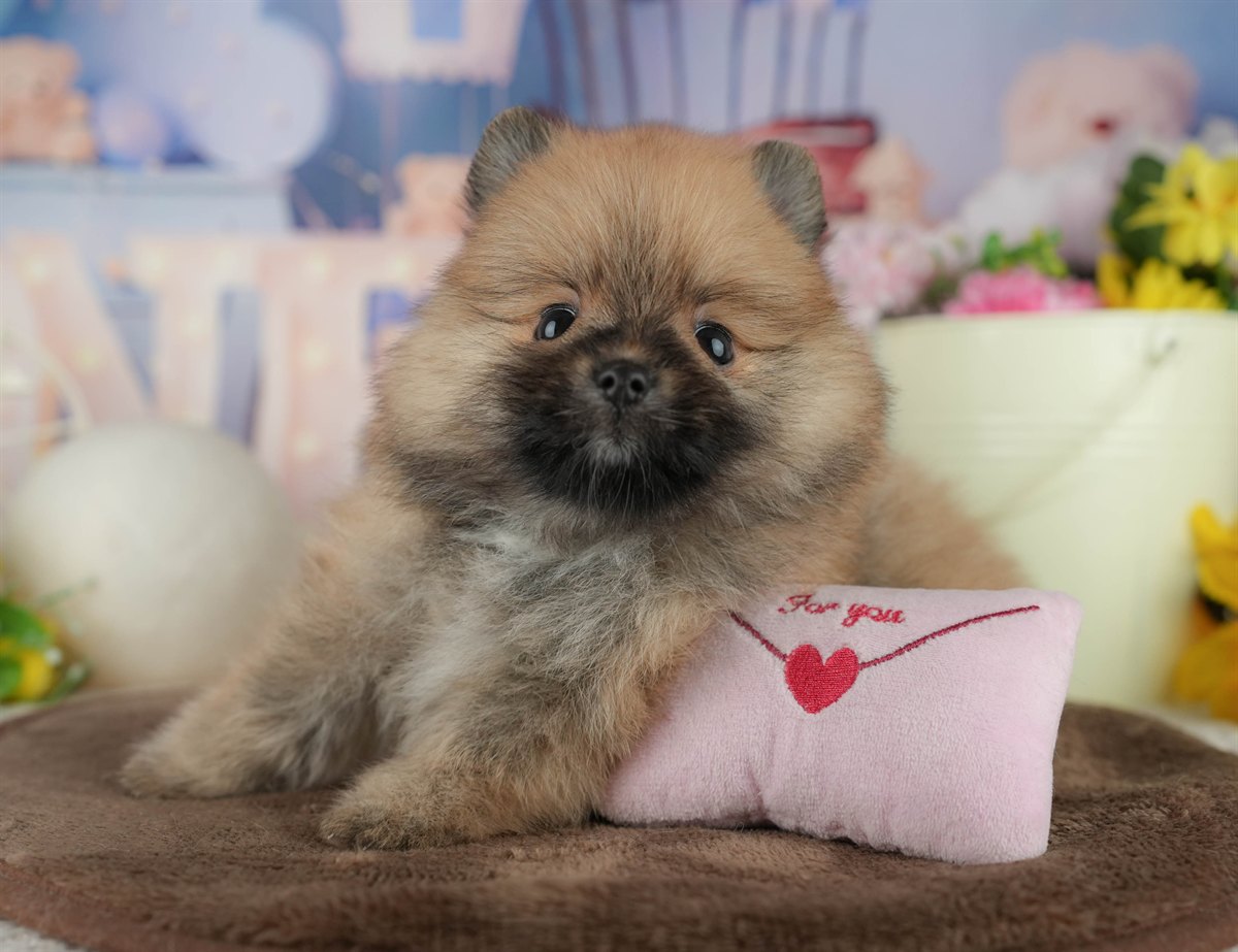 ポメラニアン | 女の子 | オレンジ | 2026年2月17日（ID:dog-200015610）