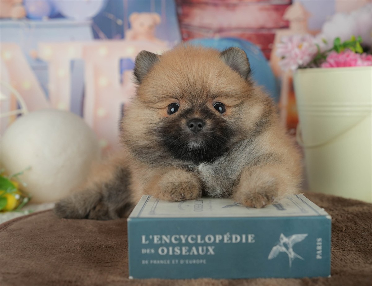 ポメラニアン | 女の子 | オレンジ | 2026年2月17日（ID:dog-200015610）