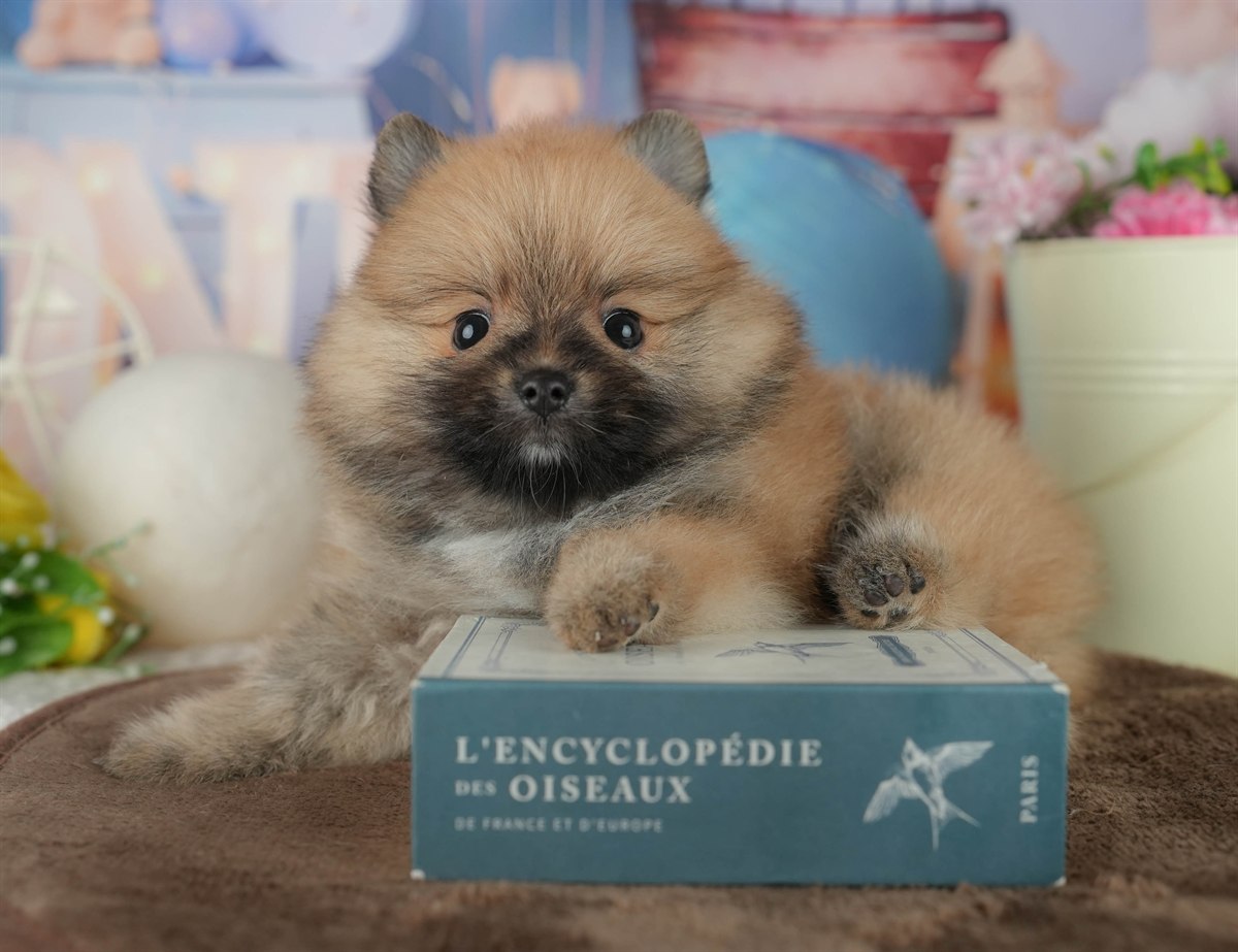 ポメラニアン | 女の子 | オレンジ | 2026年2月17日（ID:dog-200015610）