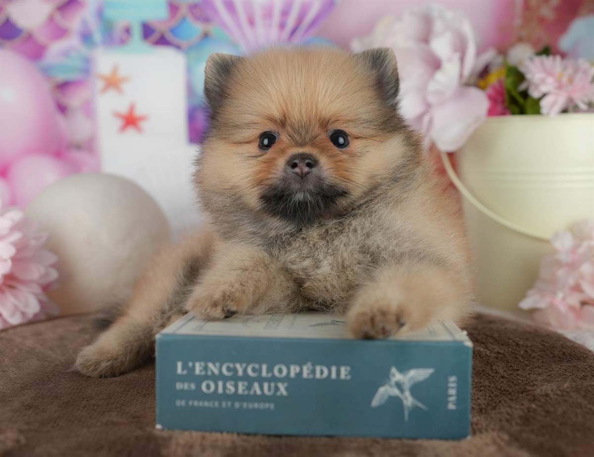 ポメラニアン | 男の子 | オレンジ | 2026年2月17日（ID:dog-200015612）