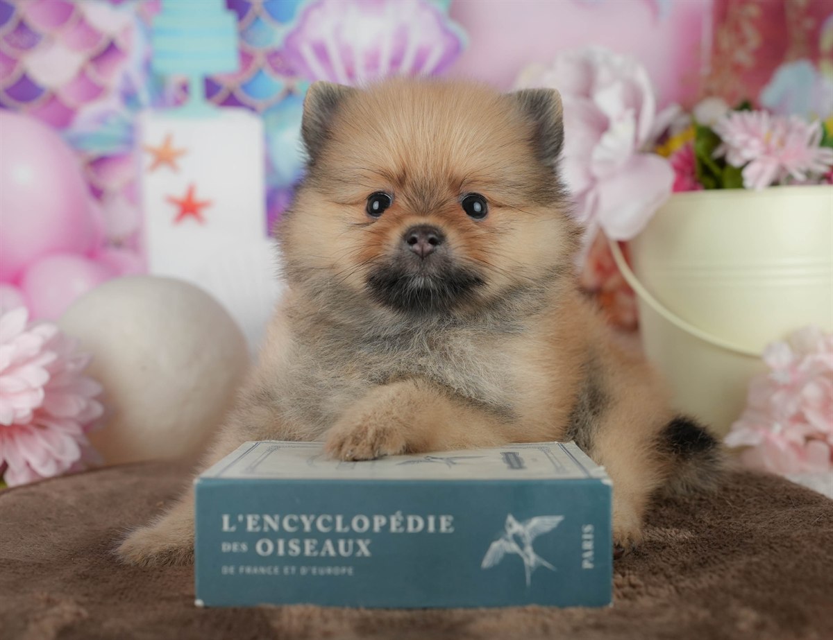 ポメラニアン | 男の子 | オレンジ | 2026年2月17日（ID:dog-200015612）