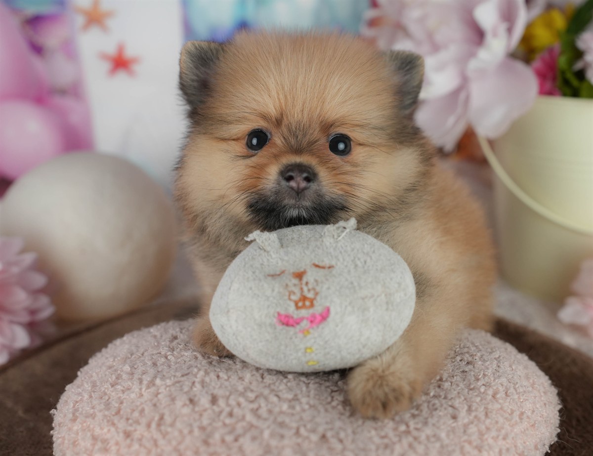 ポメラニアン | 男の子 | オレンジ | 2026年2月17日（ID:dog-200015612）