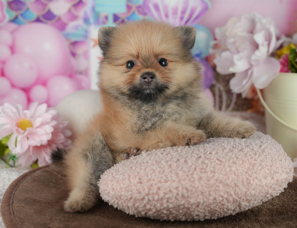 ポメラニアン | 男の子 | オレンジ | 2026年2月17日（ID:dog-200015612）