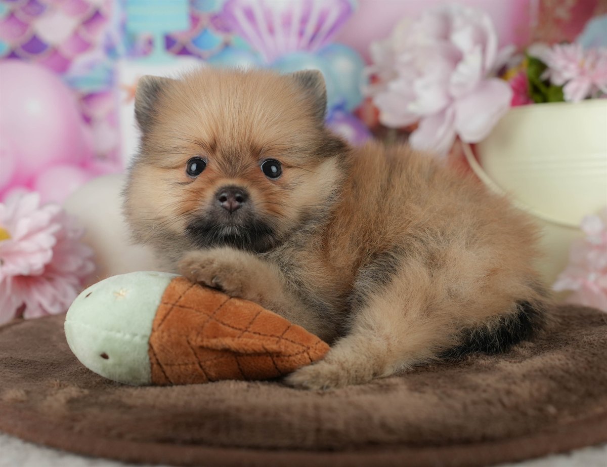 ポメラニアン | 男の子 | オレンジ | 2026年2月17日（ID:dog-200015612）