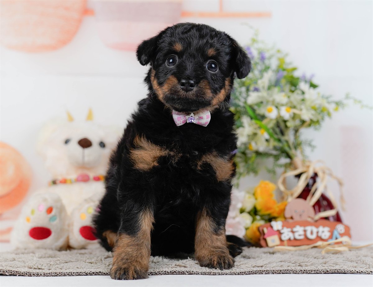 チワプー | 女の子 | ブラック＆タン | 2026年2月17日（ID:dog-200015613）