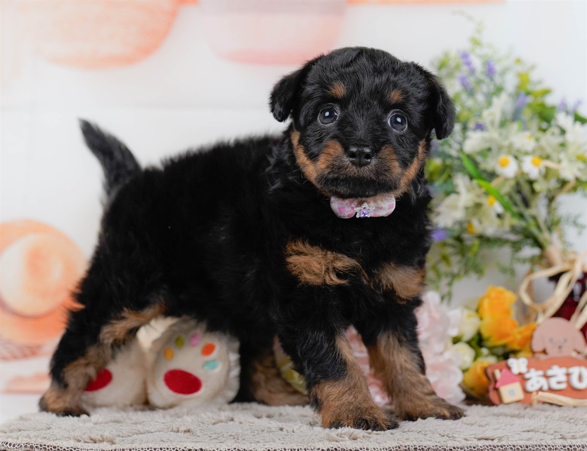 チワプー | 女の子 | ブラック＆タン | 2026年2月17日（ID:dog-200015613）