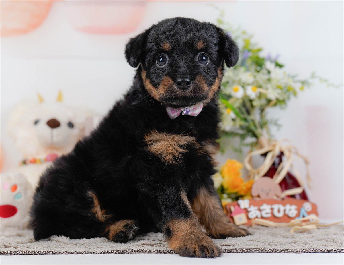 チワプー | 女の子 | ブラック＆タン | 2026年2月17日（ID:dog-200015613）