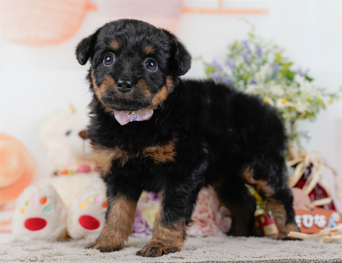 チワプー | 女の子 | ブラック＆タン | 2026年2月17日（ID:dog-200015613）