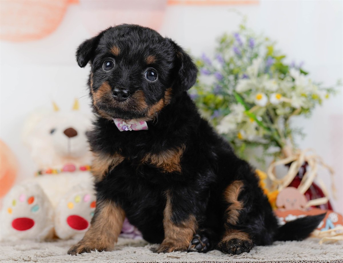 チワプー | 女の子 | ブラック＆タン | 2026年2月17日（ID:dog-200015613）