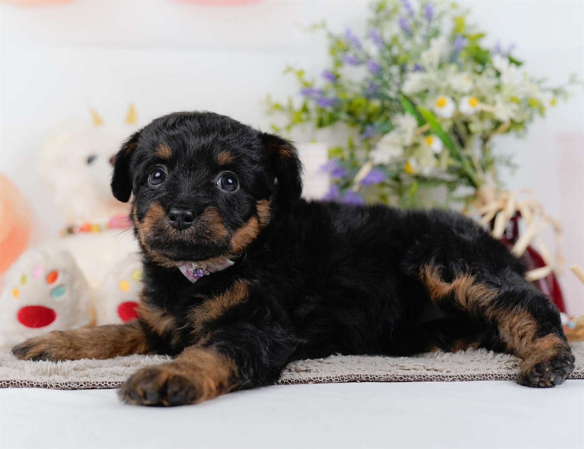 チワプー | 女の子 | ブラック＆タン | 2026年2月17日（ID:dog-200015613）