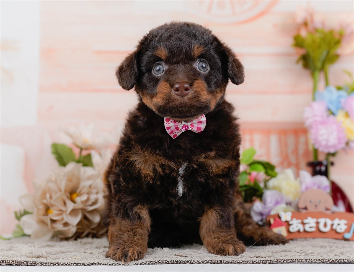 チワプー | 女の子 | ブラウン＆タン | 2026年2月17日（ID:dog-200015614）