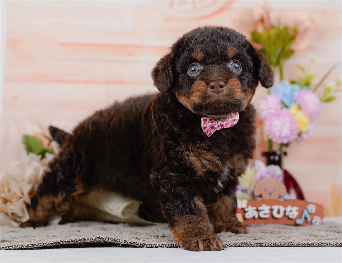 チワプー | 女の子 | ブラウン＆タン | 2026年2月17日（ID:dog-200015614）