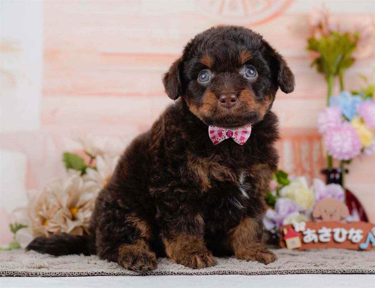 チワプー | 女の子 | ブラウン＆タン | 2026年2月17日（ID:dog-200015614）