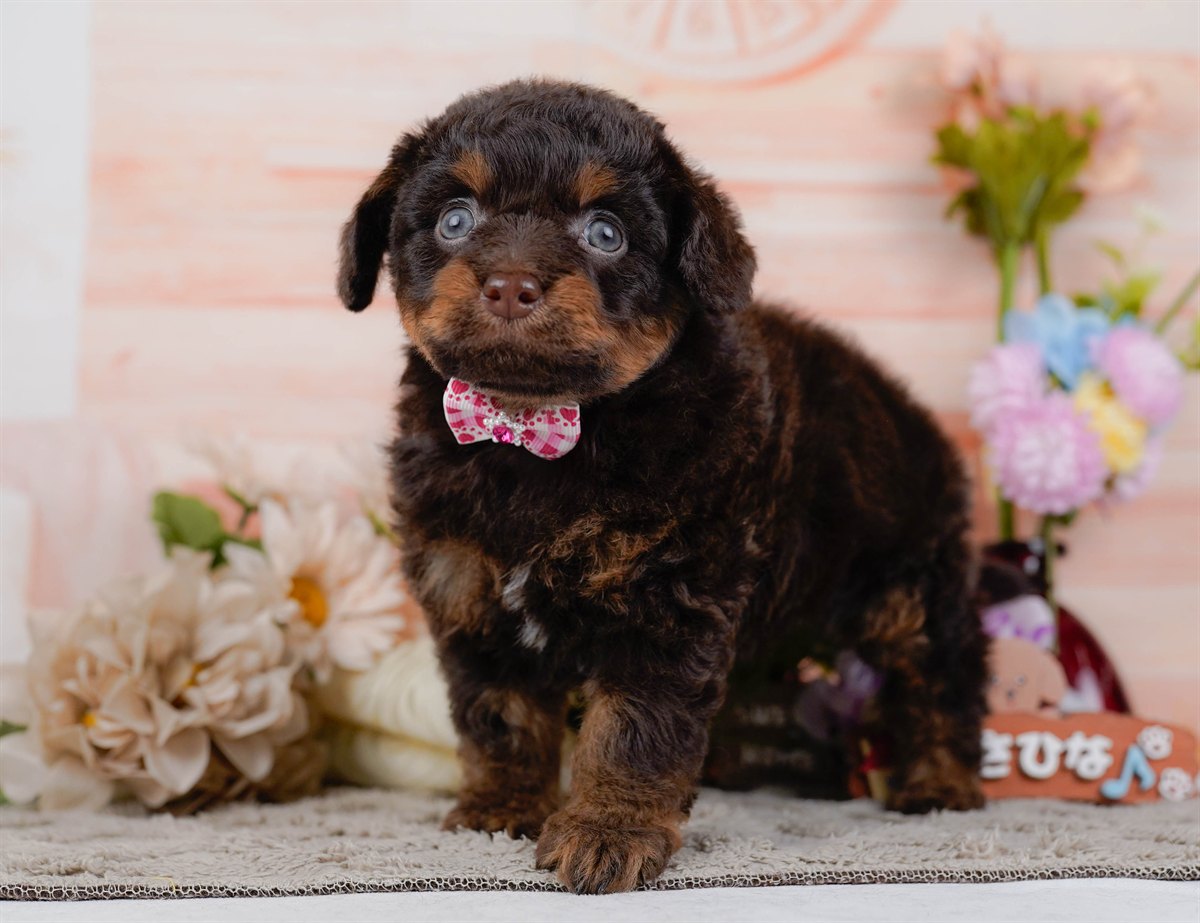 チワプー | 女の子 | ブラウン＆タン | 2026年2月17日（ID:dog-200015614）