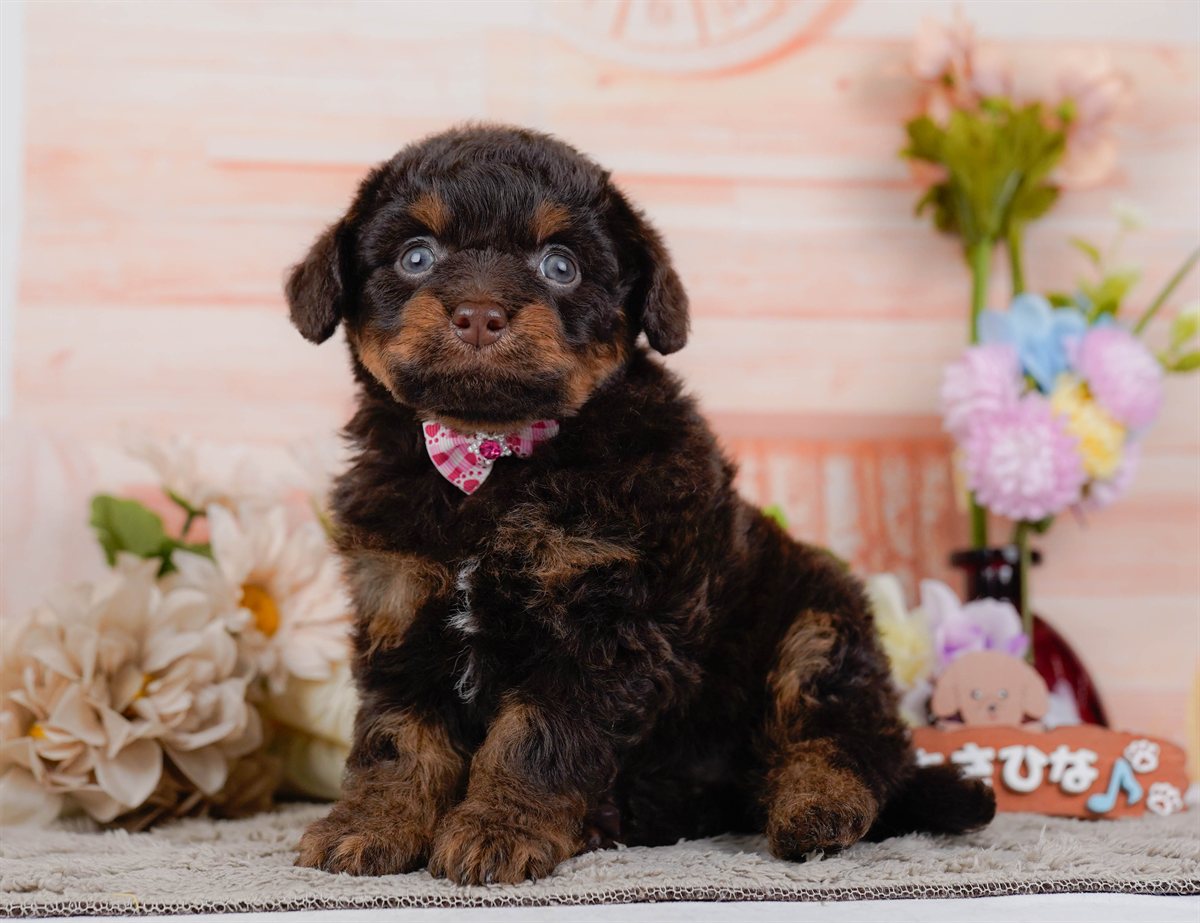 チワプー | 女の子 | ブラウン＆タン | 2026年2月17日（ID:dog-200015614）