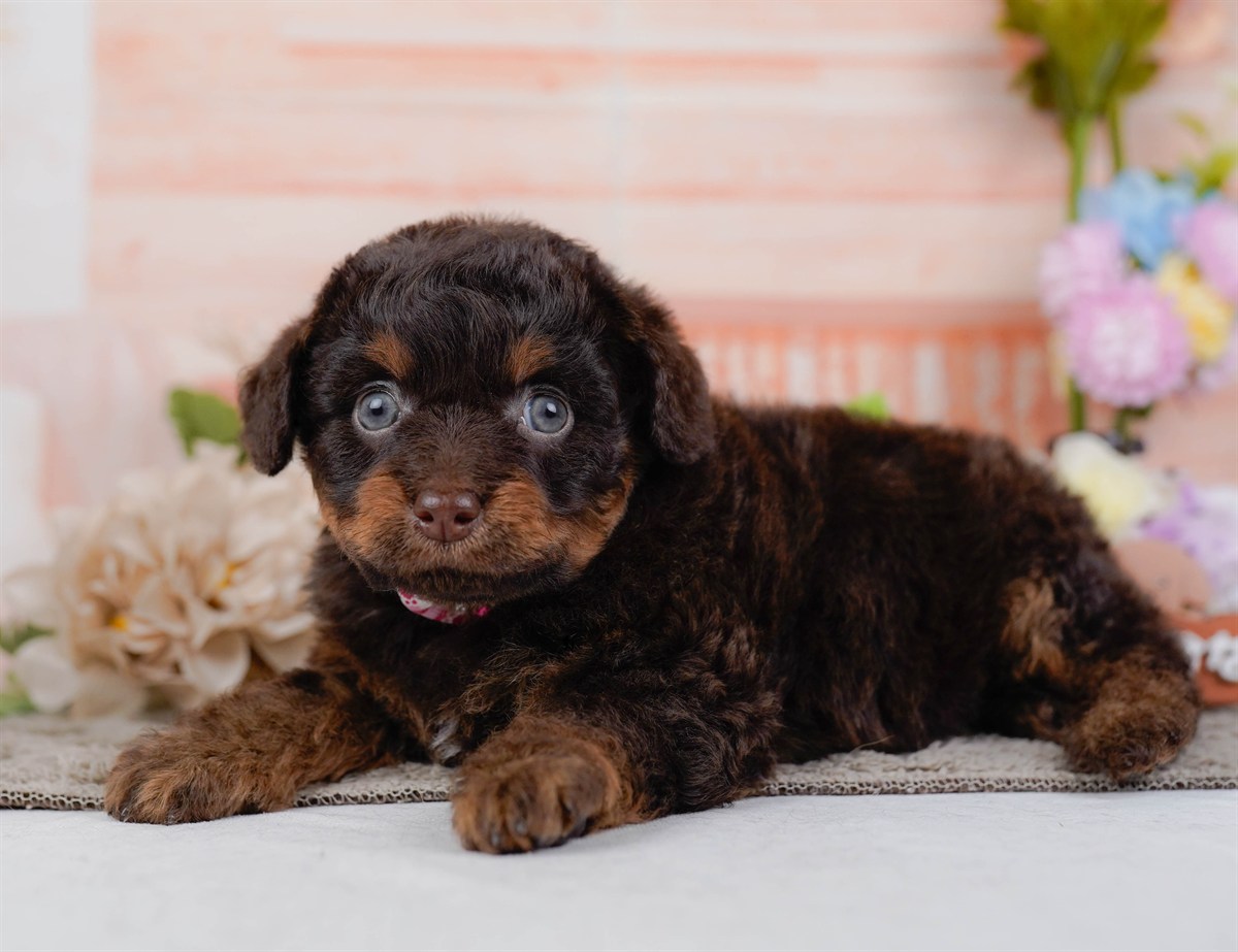 チワプー | 女の子 | ブラウン＆タン | 2026年2月17日（ID:dog-200015614）