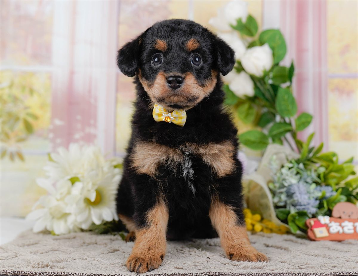 チワプー | 女の子 | ブラック＆タン | 2026年2月17日（ID:dog-200015615）