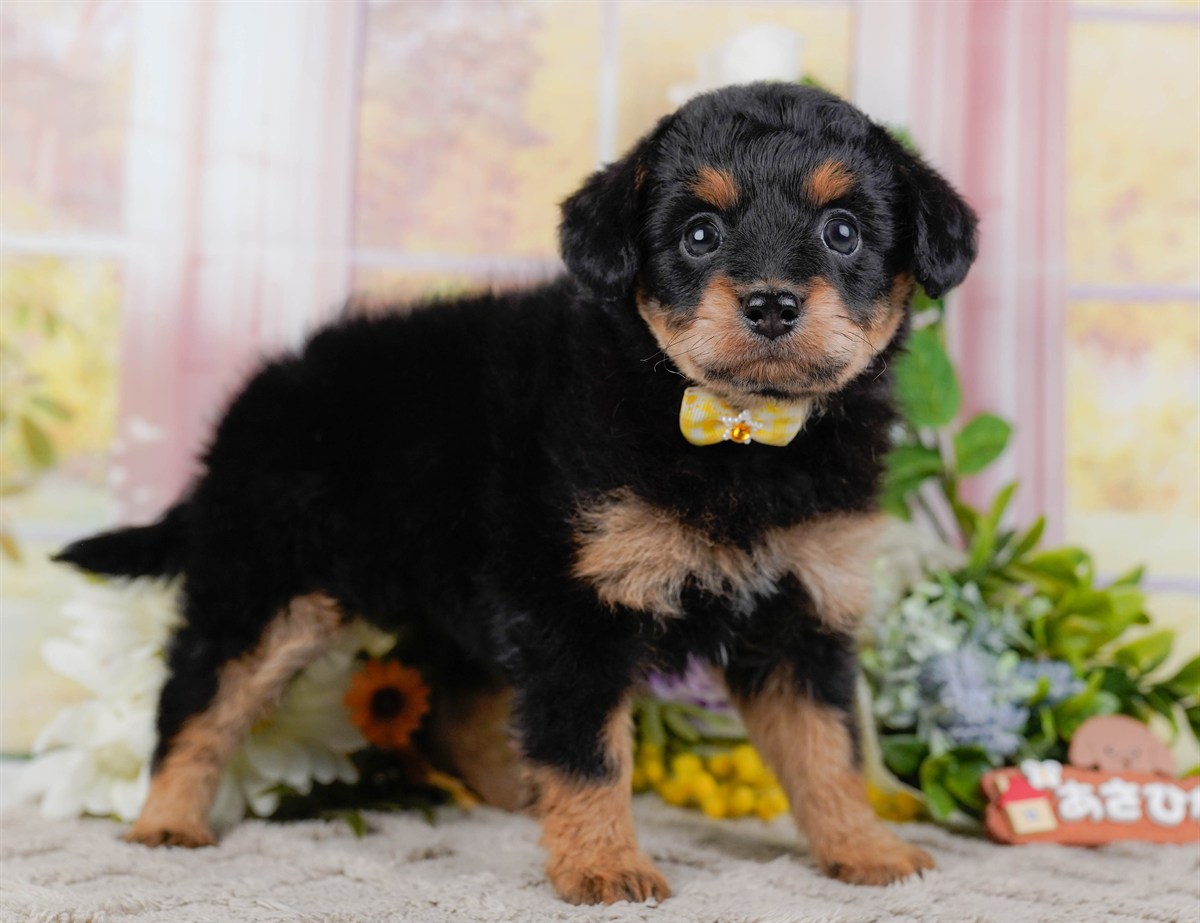 チワプー | 女の子 | ブラック＆タン | 2026年2月17日（ID:dog-200015615）